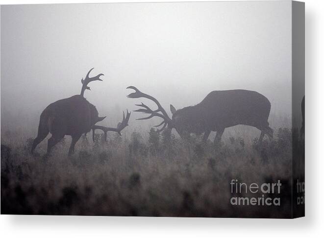 Rutting Canvas Print featuring the photograph The Autumn Deer Rut Begins In Richmond by Dan Kitwood