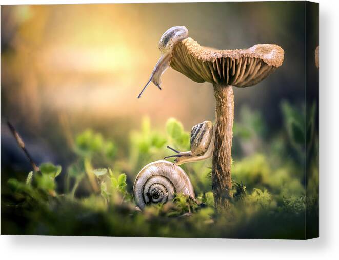Snail Canvas Print featuring the photograph The Awakening Of Snails by Alberto Ghizzi Panizza