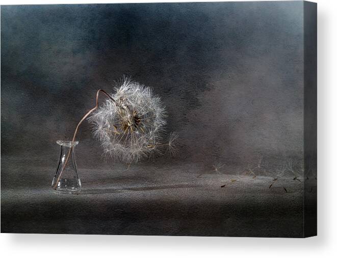 Close-up Canvas Print featuring the photograph The Ballad Of The Dandelion... by Igor Kopcev