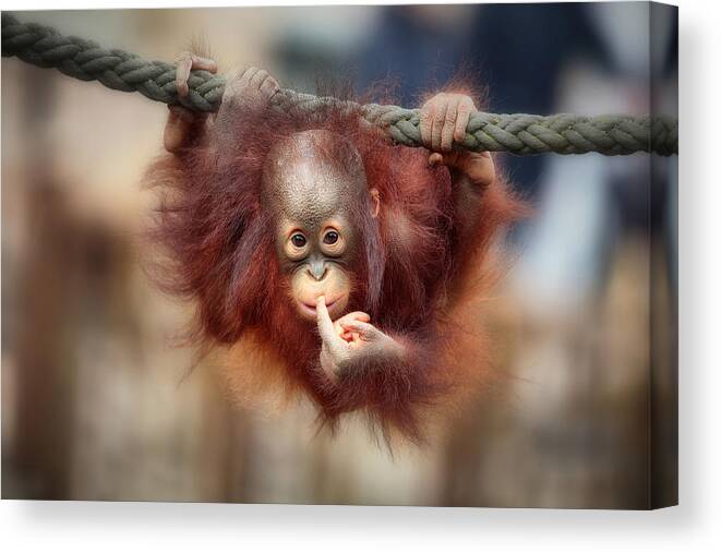 Ape Canvas Print featuring the photograph The Big Query by Antje Wenner-braun