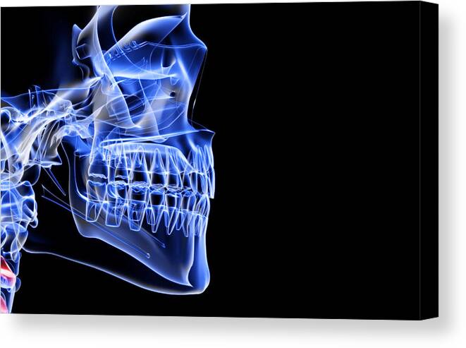 Anatomy Canvas Print featuring the digital art The Bones Of The Jaw by Medicalrf.com