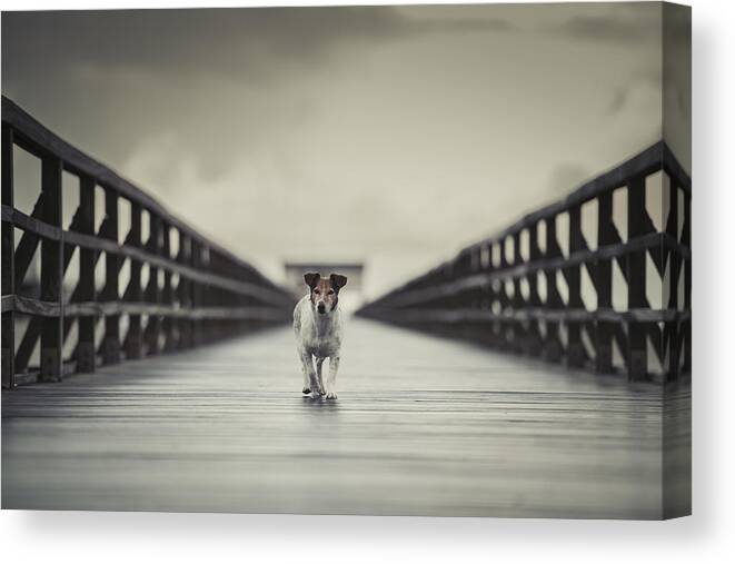 Dogs Canvas Print featuring the photograph The Bridge by Heike Willers
