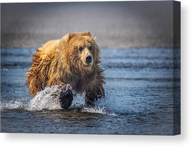 Wildlife Canvas Print featuring the photograph The Charge #2 by Jeffrey C. Sink