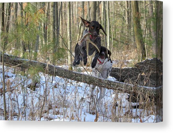 Gsp Canvas Print featuring the photograph The Chase is On by Brook Burling