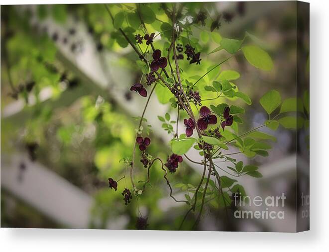 Nature Connections Canvas Print featuring the photograph The Chocolate Vine Connection by Mary Lou Chmura