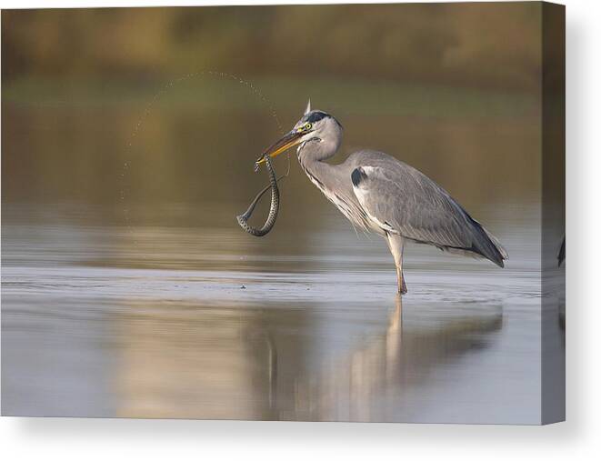 Heron Canvas Print featuring the photograph The Circle Of Life by Igor Rossetto