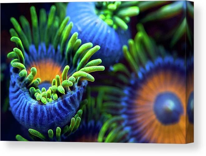Coral Canvas Print featuring the photograph The Colors Of The Reef II by Santiago Pascual Buye