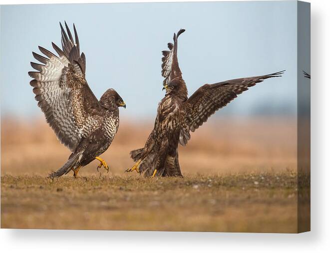Action Canvas Print featuring the photograph The Common Buzzards, Buteo Buteo by Petr Simon