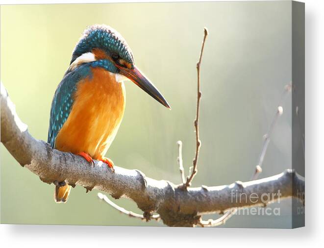 Feather Canvas Print featuring the photograph The Common Kingfisher Alcedo by Vishal Shinde
