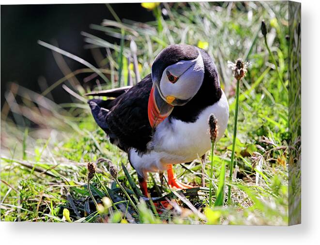 Puffin Canvas Print featuring the photograph The Curious Puffin - Staffa - Scotland by Jason Politte