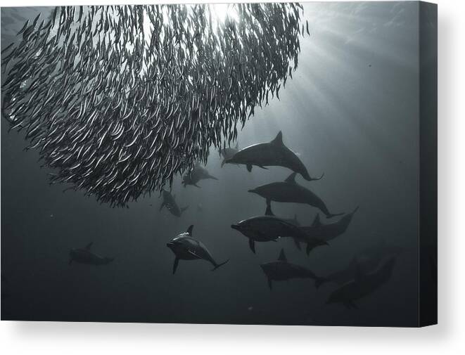 Dolphins Canvas Print featuring the photograph The Dark Side by Alexander Safonov