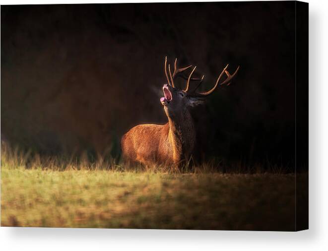 Wildlife Canvas Print featuring the photograph The Deer's Zeal by Sergio Saavedra Ruiz