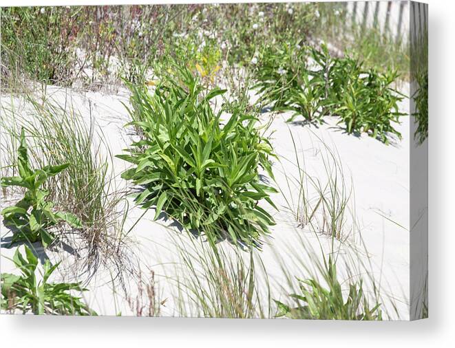 Plant Life Canvas Print featuring the photograph The Dunes 13 by David Stasiak