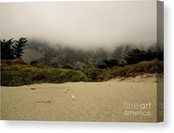 Seagull Canvas Print featuring the photograph The Early Bird by John Langdon