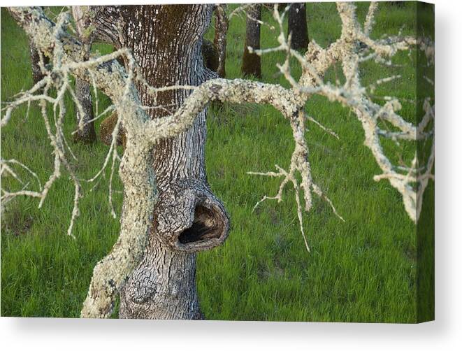 Tree Canvas Print featuring the photograph The Eating Tree #1 by Marty Klar