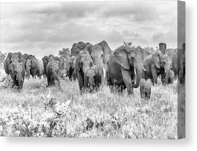  Canvas Print featuring the photograph The Elephants -wildlife Iv by Regine Richter