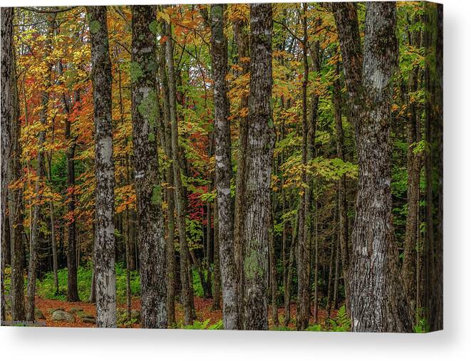  Canvas Print featuring the photograph The Fall Woods by G Lamar Yancy