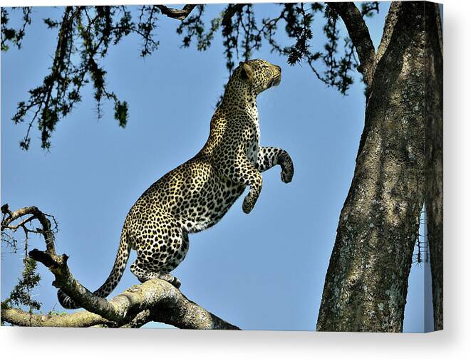 Serengeti Canvas Print featuring the photograph The Jump by Giuseppe Damico