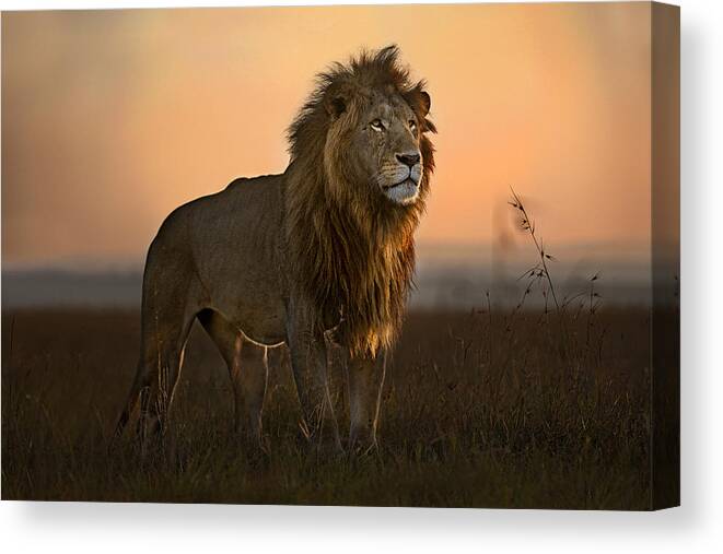 Africa Canvas Print featuring the photograph The King In The Morning Light by Xavier Ortega