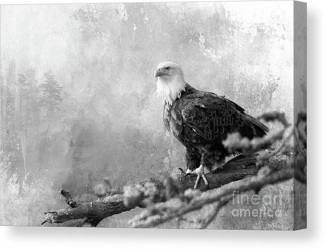 Raptor Canvas Print featuring the photograph The King of Birds - BW by Beve Brown-Clark Photography