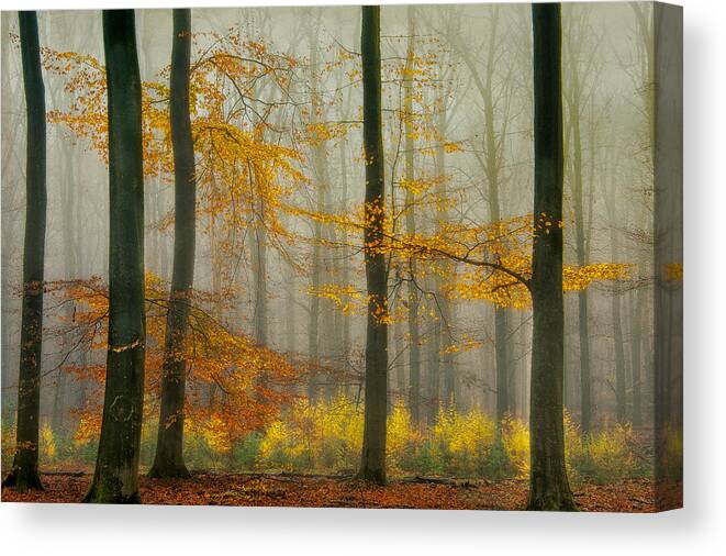 Landscape Canvas Print featuring the photograph The Latest Autumn Colors ............. by Piet Haaksma