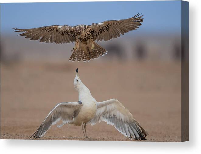 Wildlife Canvas Print featuring the photograph The Life Of A Seagull by Malekalhazzaa