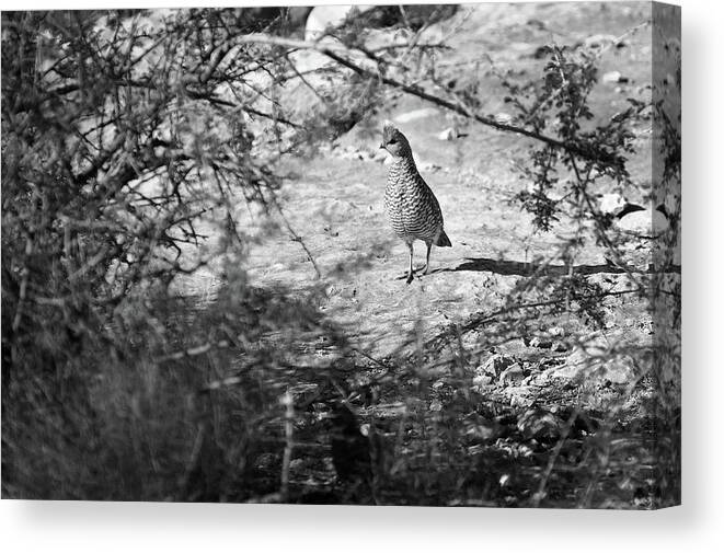 Richard E. Porter Canvas Print featuring the photograph The Loner #0561 - Quail, Terrell County, Texas by Richard Porter