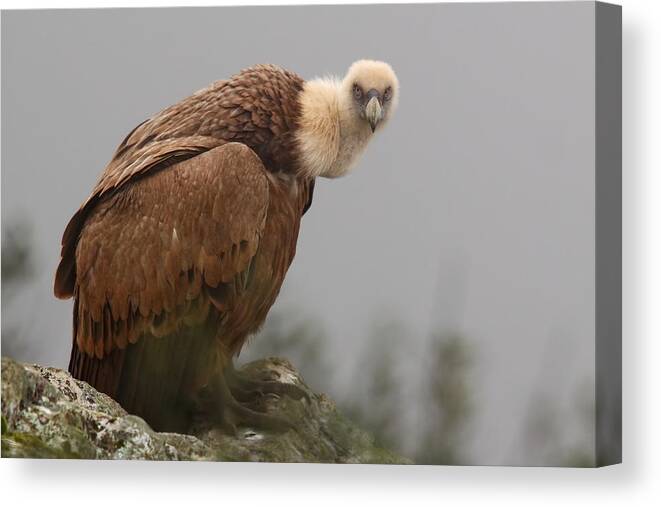 Vulture Canvas Print featuring the photograph The Look Of The Hunchback by Nicols Merino