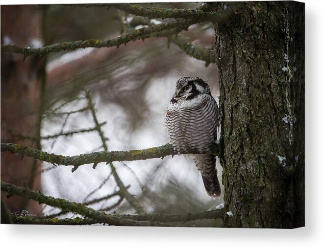 Northern Hawk Owl Canvas Print featuring the photograph The Northern Hawk Owl perching on a pine branch in the wood by Torbjorn Swenelius