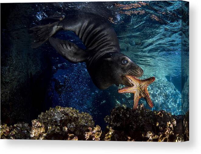 Sea Canvas Print featuring the photograph The Offer by Andrea Izzotti