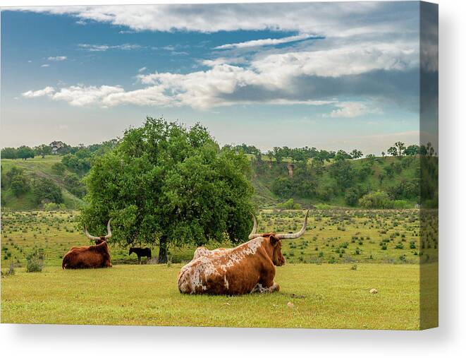 California Canvas Print featuring the photograph The Pastural Life by Joseph Smith