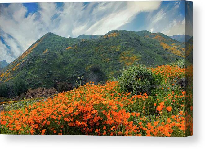 Poppies Canvas Print featuring the photograph The Poppies of Walker Canyon by Lynn Bauer