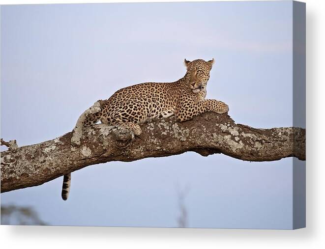 Leopard Canvas Print featuring the photograph The Prince by Marco Pozzi