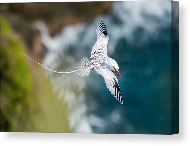 Amazing Canvas Print featuring the photograph The Red-billed Tropicbird, Phaethon Aethereus, Is Flying Over The Bay, Tobago by Petr Simon