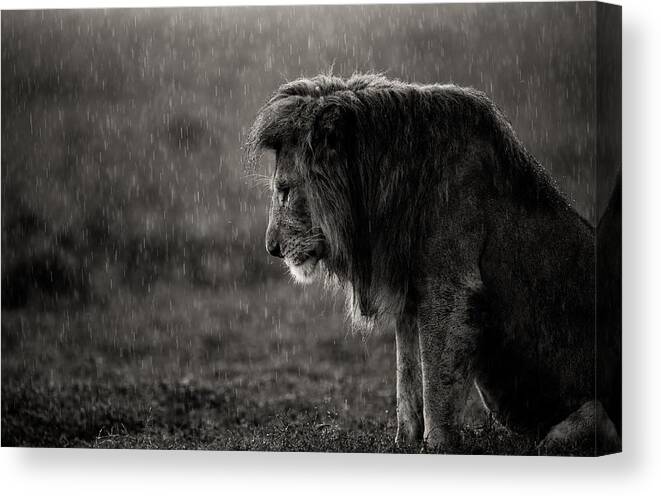 Wildlife Canvas Print featuring the photograph The Sad Lion by Ali