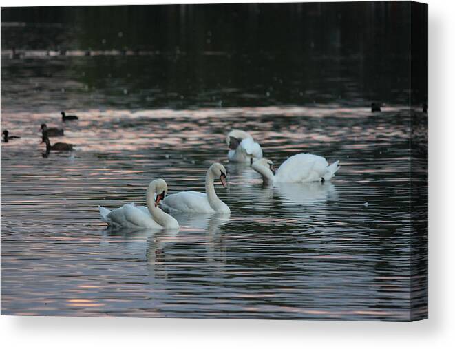 Park Canvas Print featuring the photograph The Serpentine's Swans and Ducks by Laura Smith