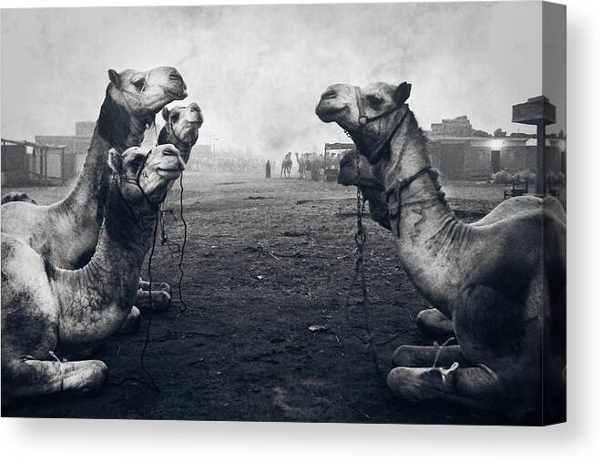 Documentary Canvas Print featuring the photograph The Shepherd Of Camel Market by Mohamed Fawzy Kutp