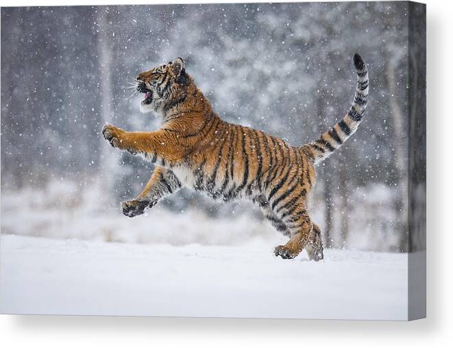 Amazing Canvas Print featuring the photograph The Siberian Tiger, Panthera Tigris Tigris by Petr Simon