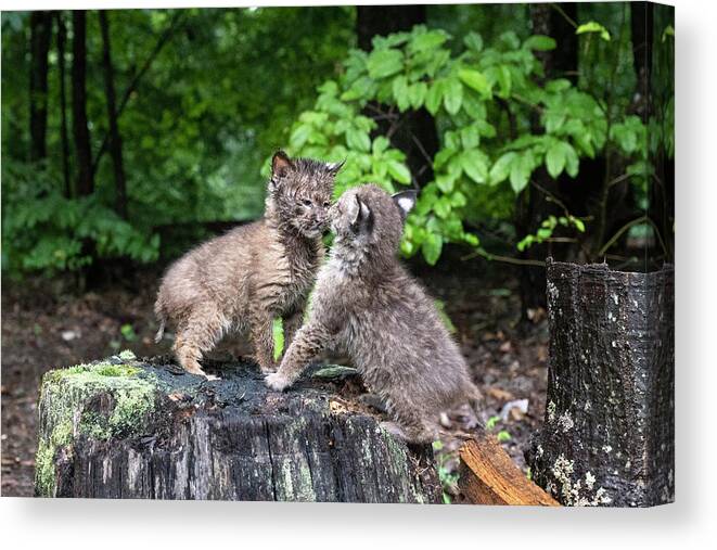 Bobcat Canvas Print featuring the photograph The stare down by Dan Friend
