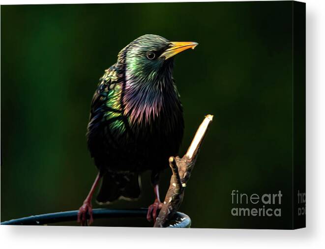 Starling Canvas Print featuring the photograph The Starling Bird Painting by Sandra J's