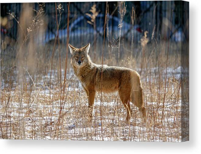 Coyote Canvas Print featuring the photograph The Streeterville Coyote by Todd Bannor