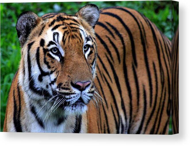 Natural Pattern Canvas Print featuring the photograph The Tiger In A Royal Mood by Photo By Debapriyo Majumdar