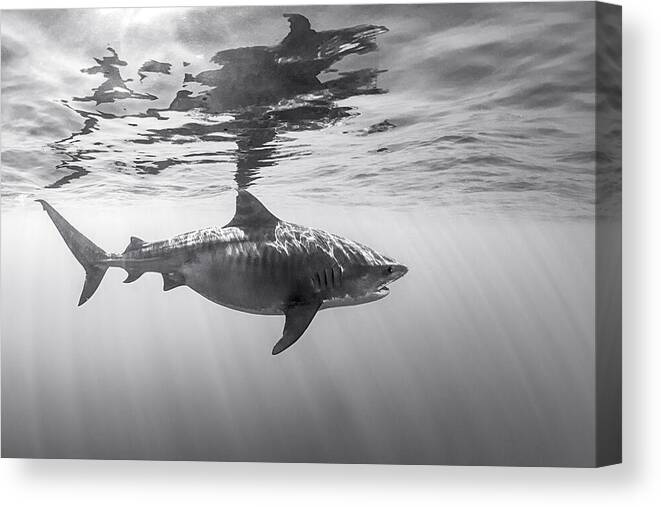 Black Canvas Print featuring the photograph The Tiger Shark! by Barathieu Gabriel