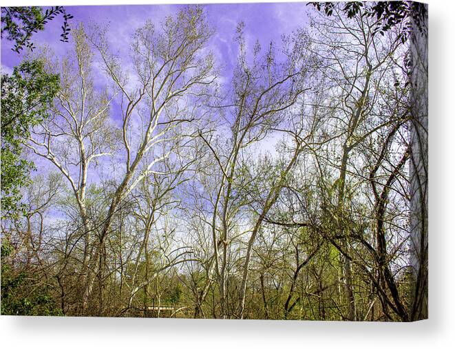Nature Wood Timber Canvas Print featuring the photograph The Timberlands by Rocco Silvestri