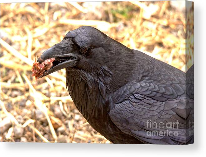 Raven Canvas Print featuring the photograph The Ultimate Scavenger by Adam Jewell