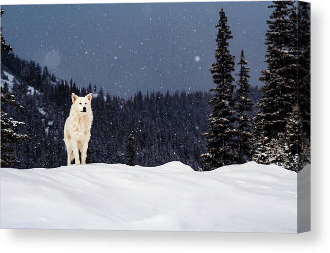 Animals Canvas Print featuring the photograph The Wolf by Evgeni Dinev