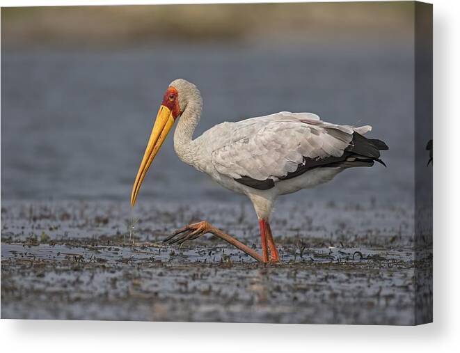 Bird Canvas Print featuring the photograph The Yellow Beak by Marco Pozzi