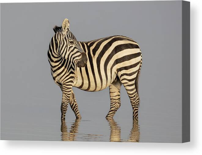 Zebra Canvas Print featuring the photograph The Zebra Pose by Linda D Lester