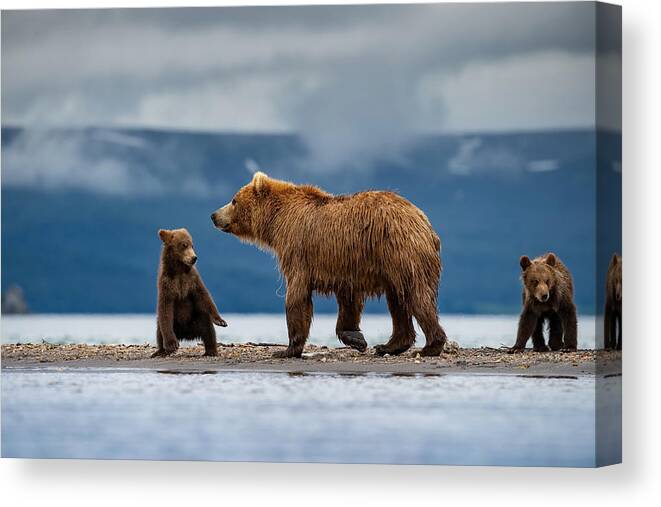 Kamchatka Canvas Print featuring the photograph Thekamchatkabrownbear, Mother With Cubs by Petr Simon
