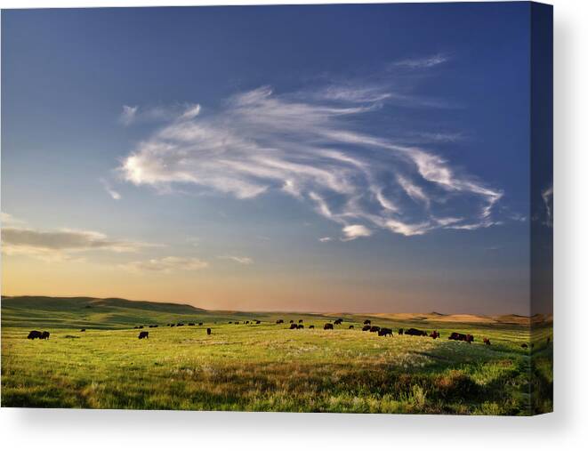 Theodore Roosevelt National Park Canvas Print featuring the photograph Theodore Roosevelt NP North Unit - Bison with beautiful clouds by Peter Herman